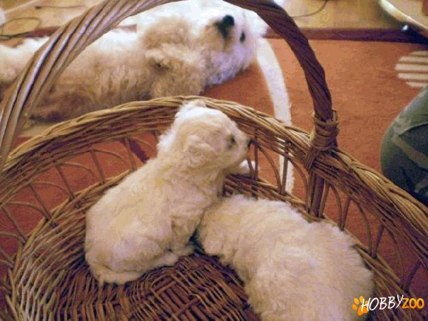 bichon alb mascul