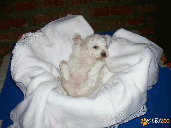  vand pui de bichon malteze