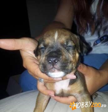 puisori Amstaff fara pedegre 
