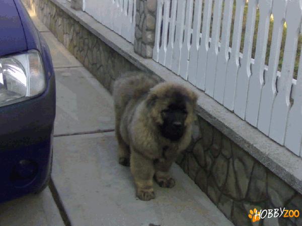 Vand pui rasa ciobanesc caucazian