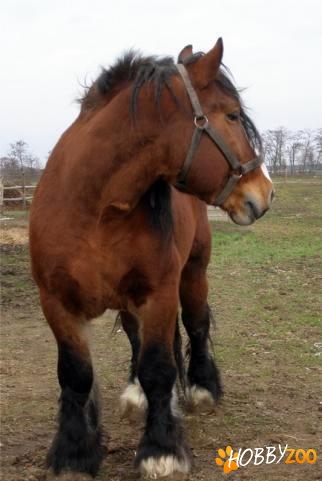 armasari de rasa Belgian