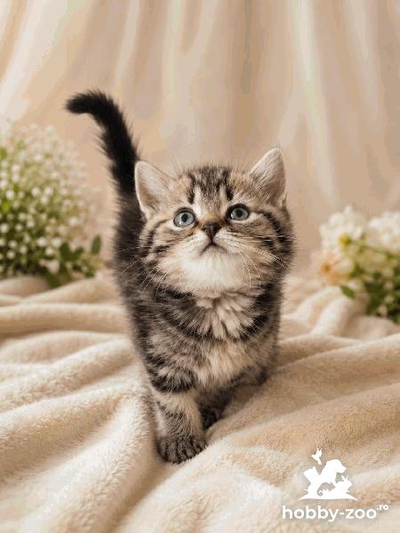 Pisoi Britani longhair și shorthair