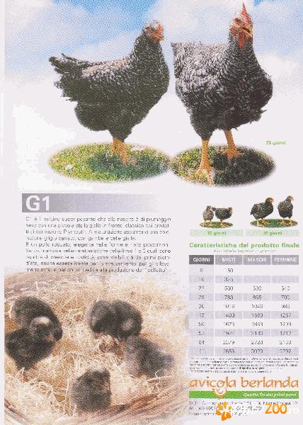 vand pui colorati rasa grea