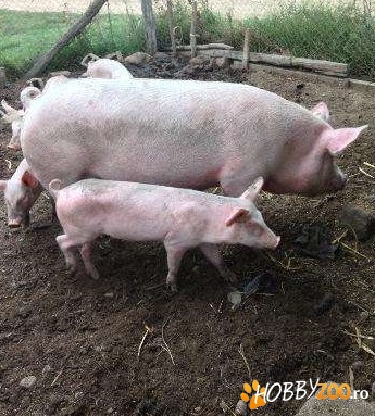purcea si purcei de vanzare