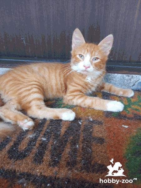 Pisoi pentru adoptie portocaliu