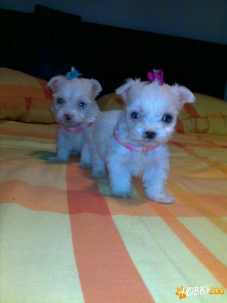 bichon maltez albi toy 