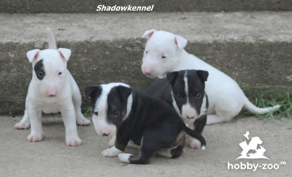 Mini Bull Terrier cățeluși