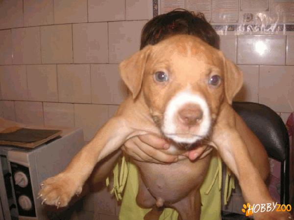 Pitbull red nose