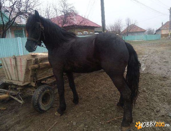 vand urgent manz de 2 ani rasa friz