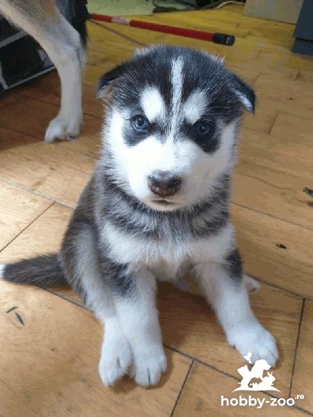 Pui de de husky siberian