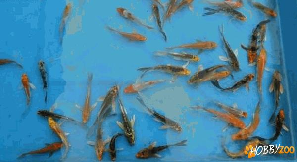 butterfly puiet crap koi