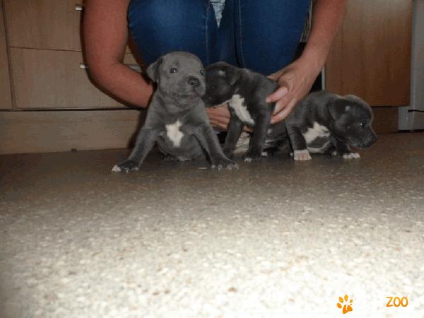 Staffordshire bull terrier catelus 