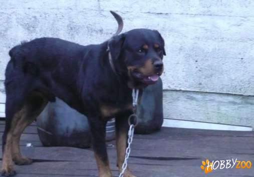 Rottweiler pentru monta
