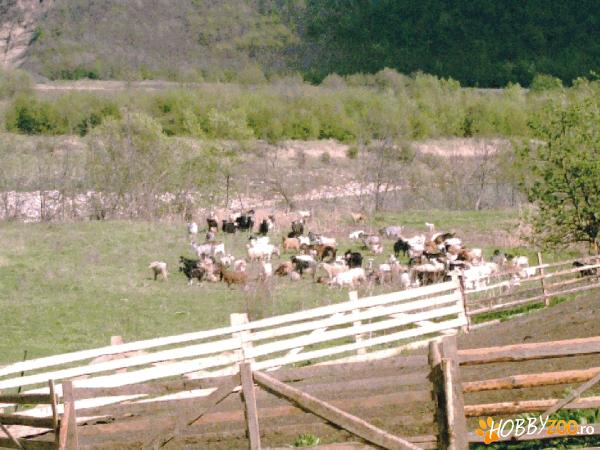 vand capre rasa romaneasca