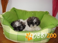 Pui Shih-Tzu alb cu negru si alb cu