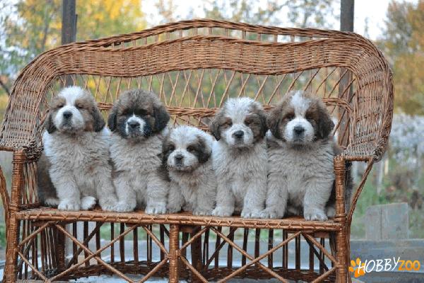 Vand catei SAINT BERNARD !!!