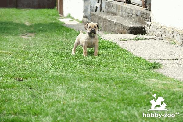 South african Mastif, Boerboel