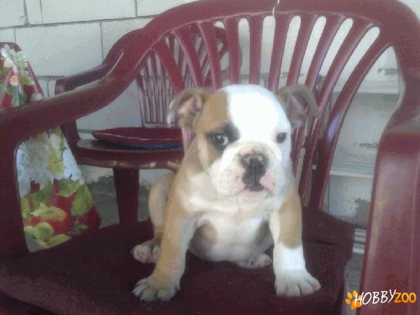 bulldog englez, beagle , si yorkshire