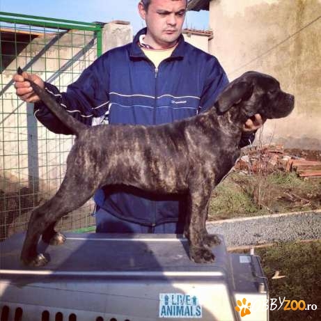 femela cane corso       