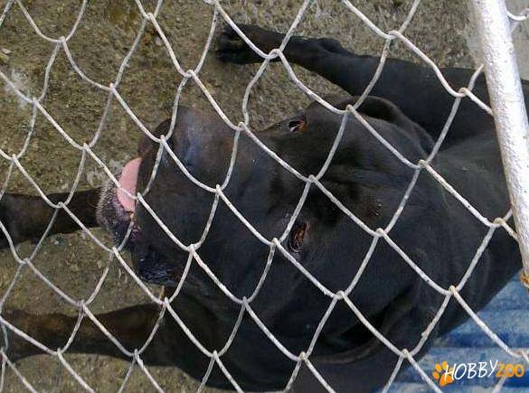 mascul cane corso rasa pura