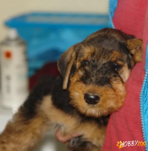 AIREDALE TERRIER cu pedigree