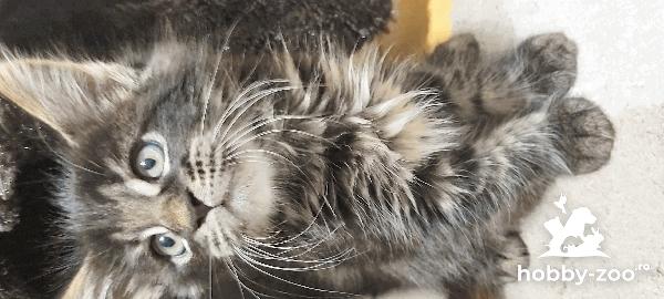 pui Maine Coon cu pedigree
