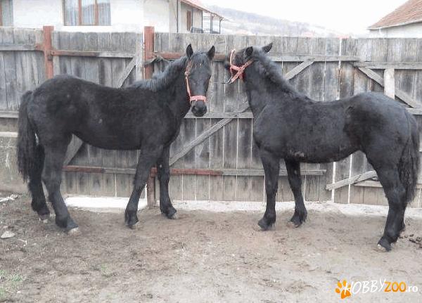 vand doua manze negre   