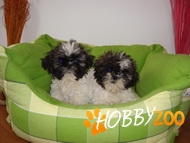 Vand pui Shih-Tzu