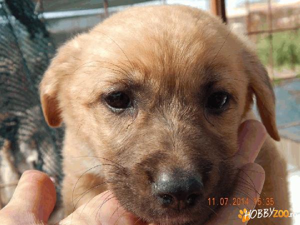 Ara  pentru adoptie 
