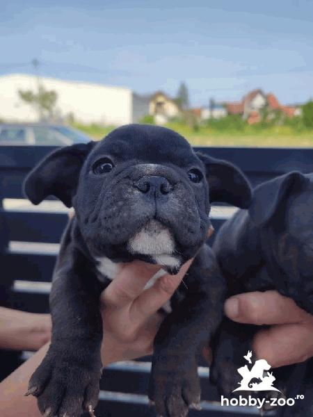 Buldog francez catelusi de vanzare