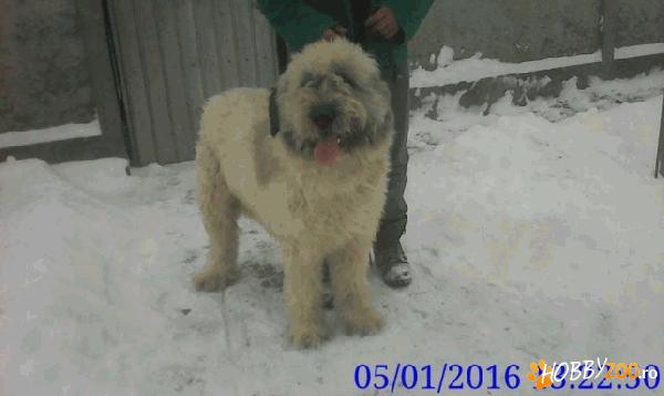 Vand femela ciobanesc mioritic