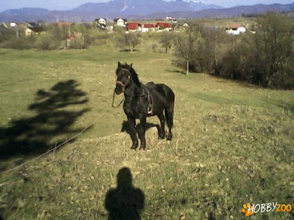 iapa Friesian cu pasaport