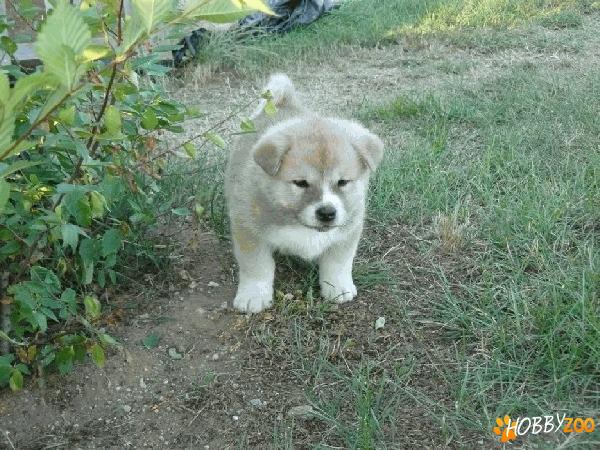 Oferta Akita Inu!