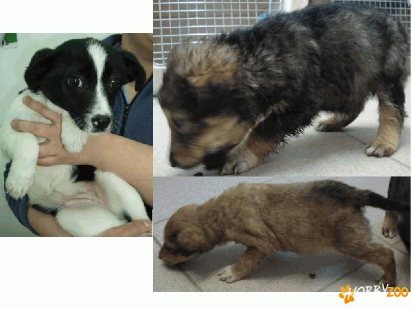 Cateluse de 2 luni, adoptie