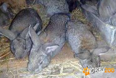 vand iepuri rasa chinchilla