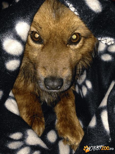 Boris – pitic pentru adoptie