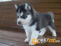 Drăguți cățeluși husky siberieni