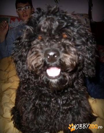 Imperechere Caniche pitic Negru