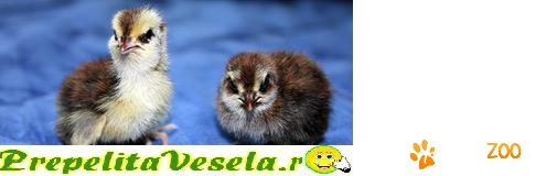 vand prepelite diverse rase