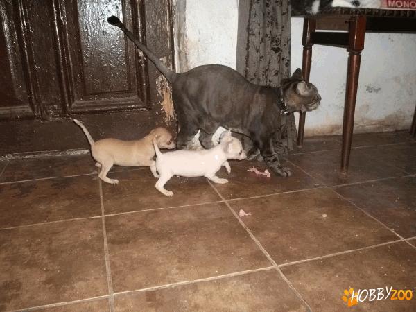 Pui chihuahua albi 