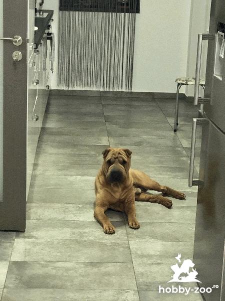 Monta Shar Pei  !!!!