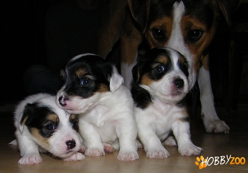 Catei Jack Russel Terrier
