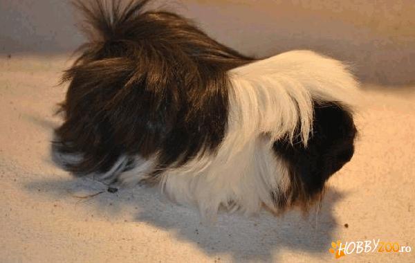 Porcusori de guineea rasa peruvian