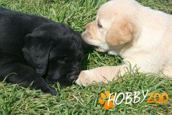 Labrador Ciocolatiu
