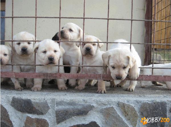 vand pui labrador de exceptie