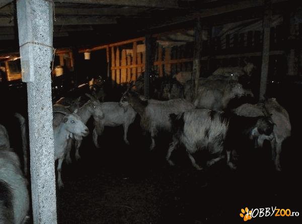 capre si iezi vaccinate la zi