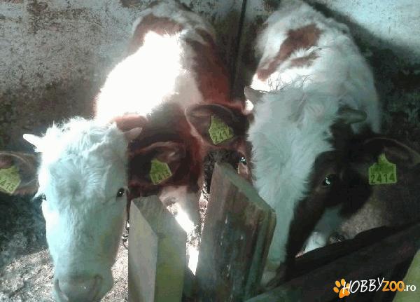 vand juninici de vaca baltata