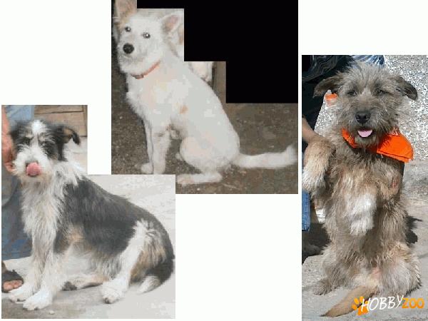 Metisi terrier simpatici foc, adopt