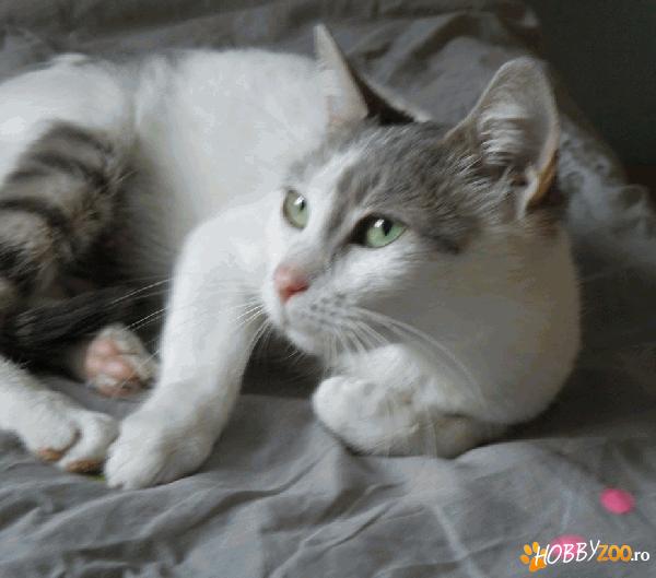 AMINA – pisica abandonata 