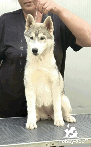 Siberian Husky – cățelușă